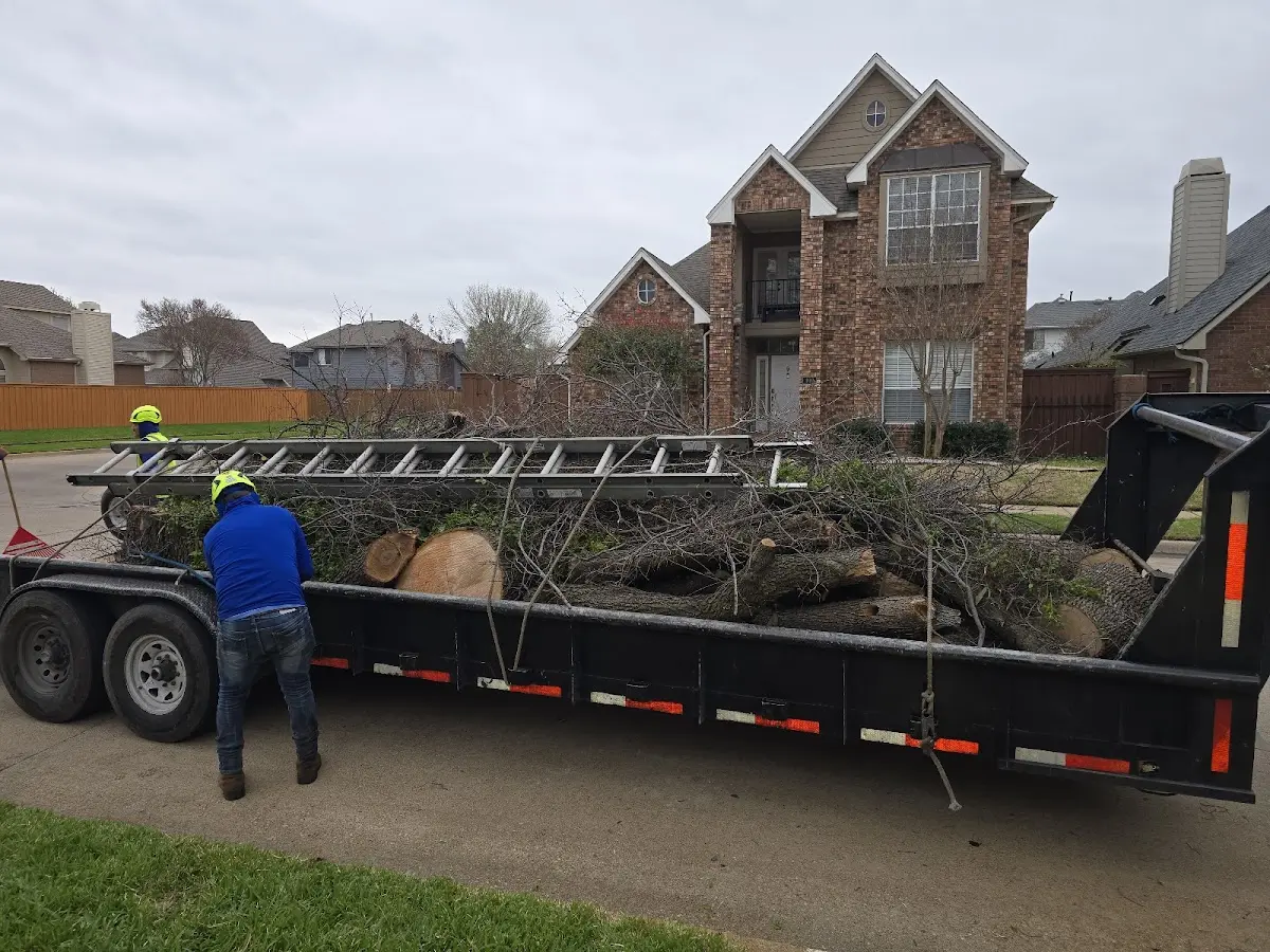 Expert Tree Fertilization with proper safety equipment in Mora
